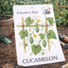 Cucamelon