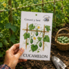cucamelon (2) Cucamelon