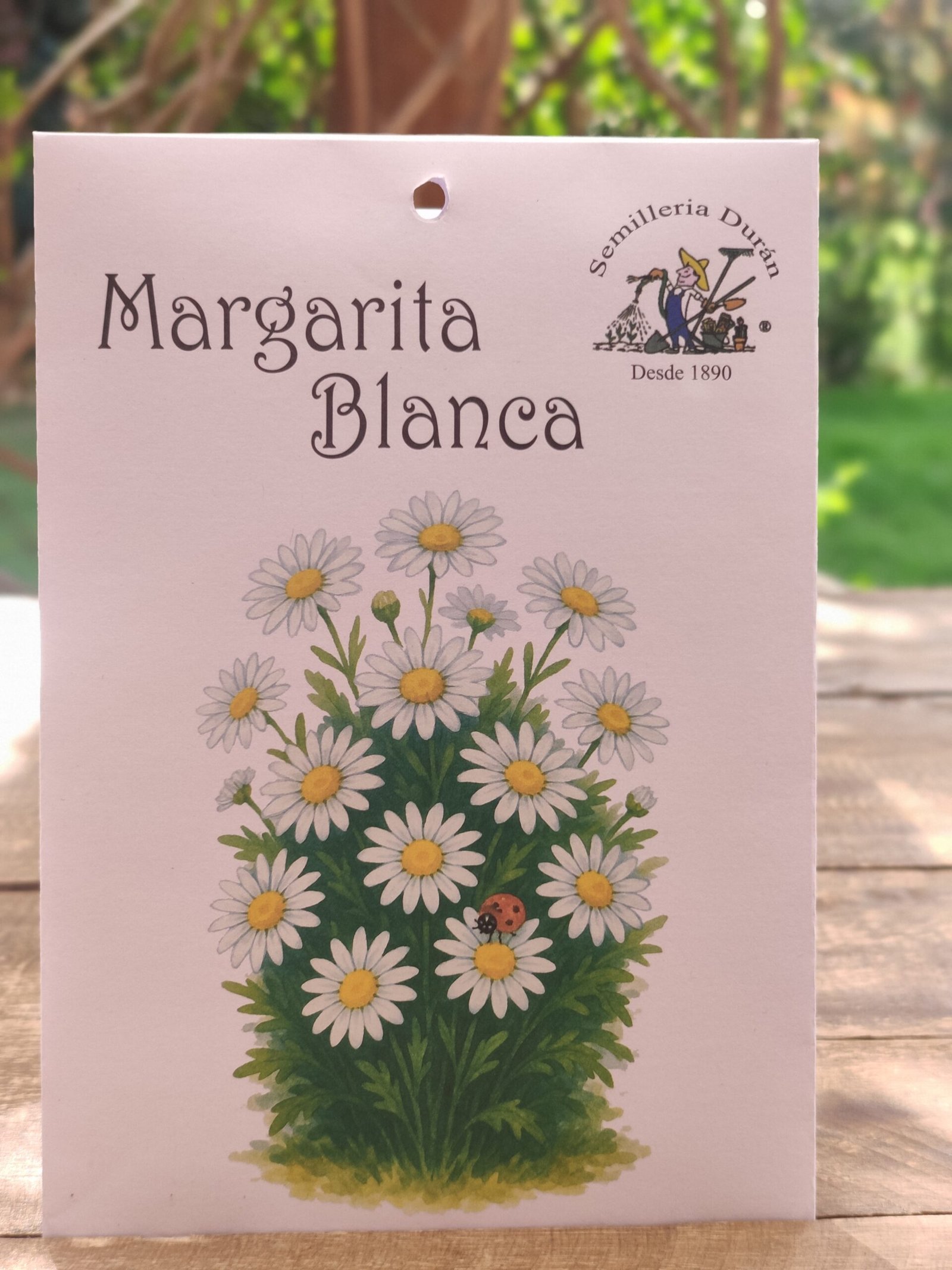 Margarita Blanca