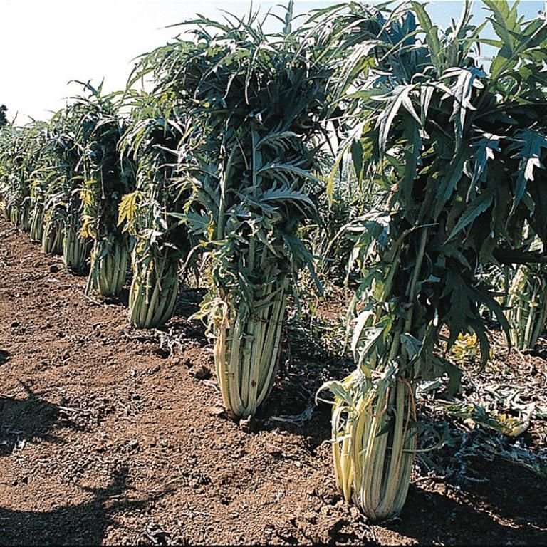 cardo blanco Cardo Blanco Gigante (sin espinas)